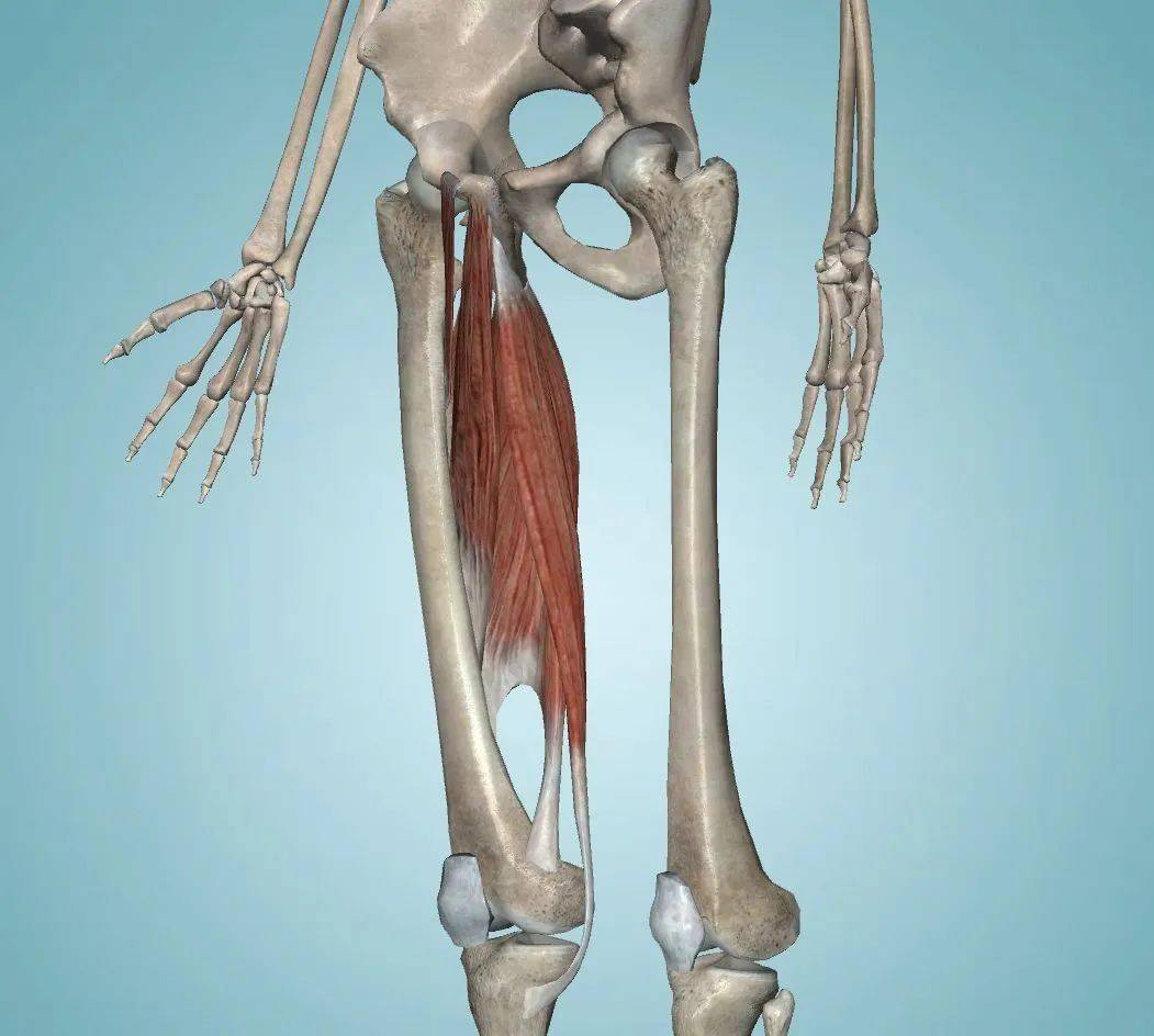 收藏常见下肢肌肉的解剖学习要点