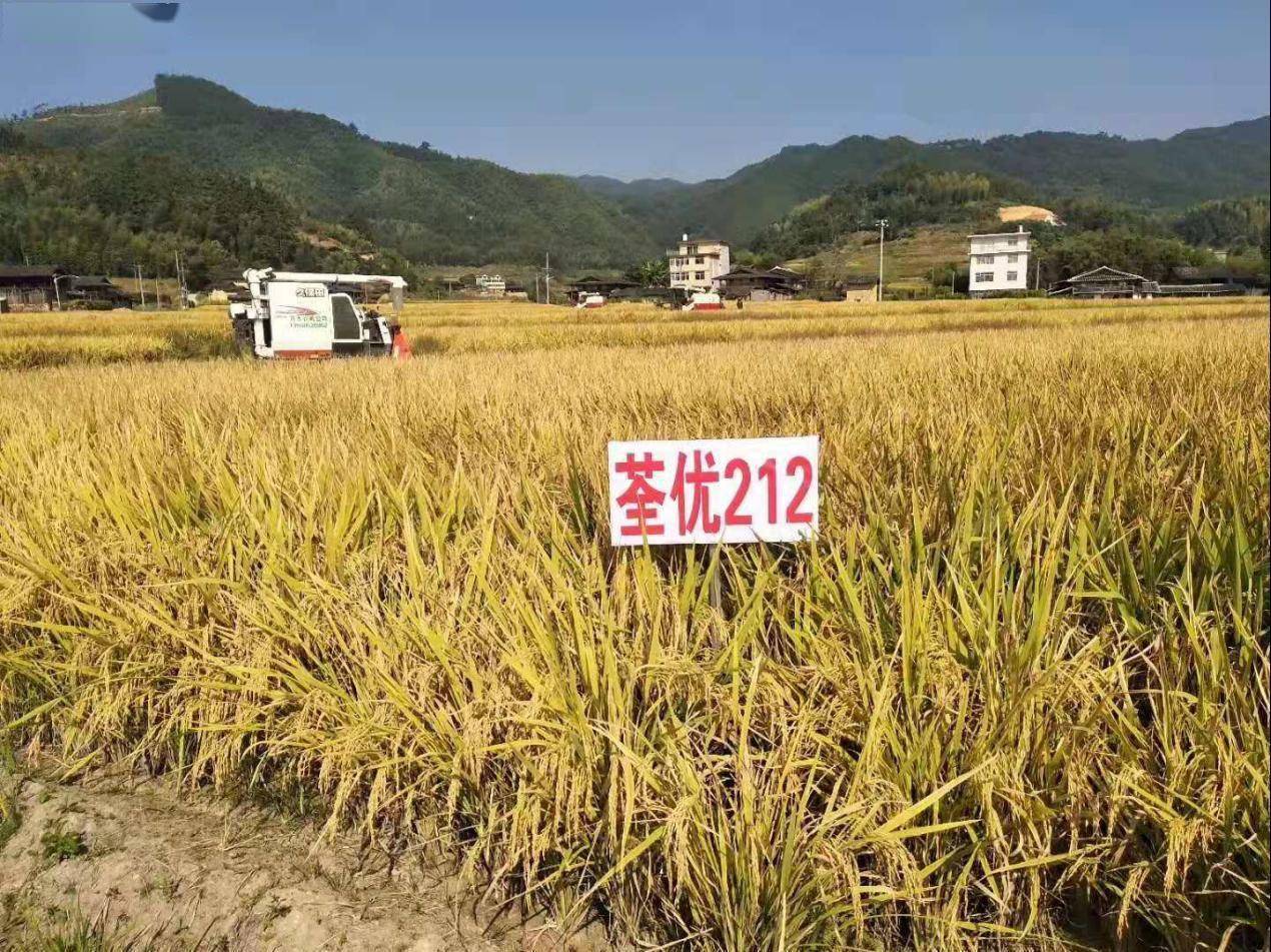 "上新"啦!福建再添一超级水稻新品种