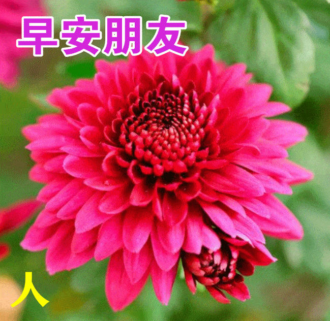 8月27日早上好动态表情图片大全,早晨好动图美图大全