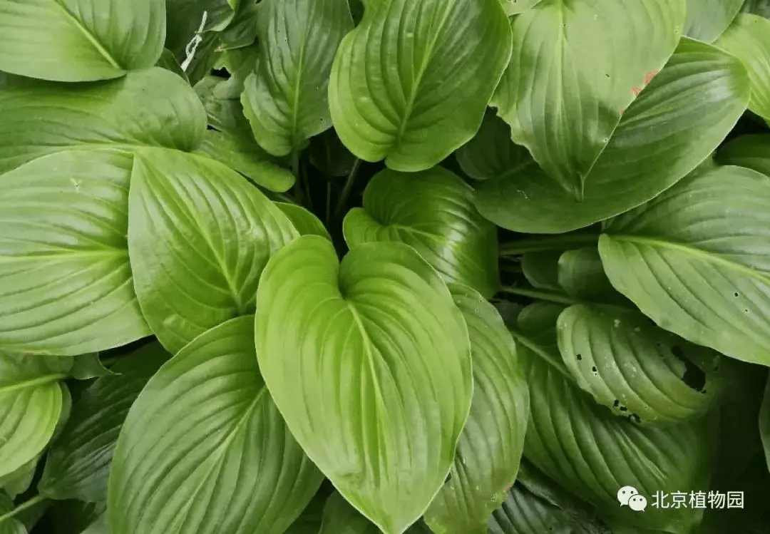 菊池玉簪hosta kikutii7.圆叶玉簪hosta sieboldiana8.圆