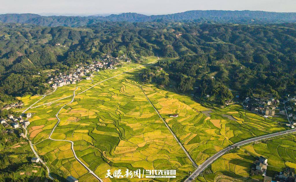 【走进乡村看小康】天柱县高酿镇:秋收稻田"调色板"