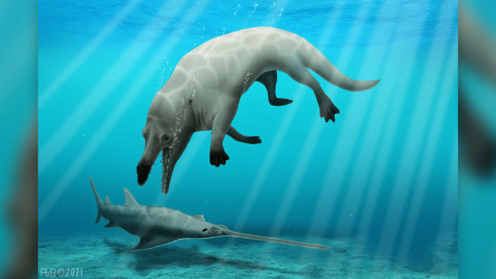 鲸鱼曾经会走路?埃及发现海陆两栖远古鲸鱼