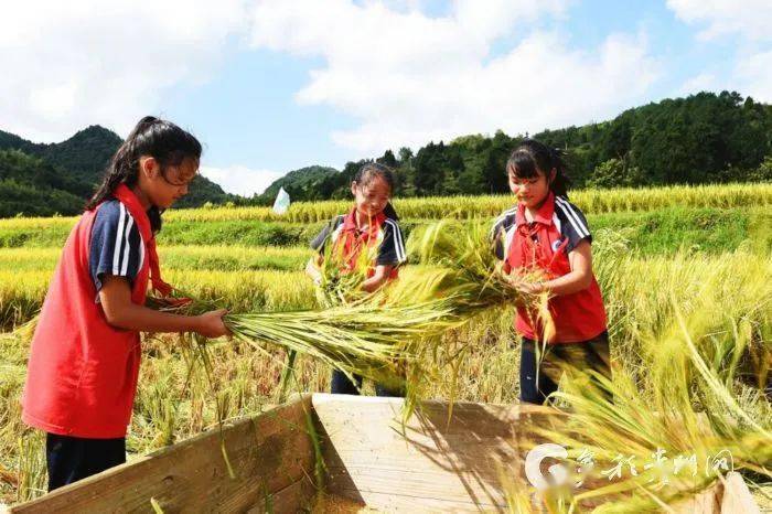 贵州一小学开学第一课:收割水稻,感受粮食来之不易!