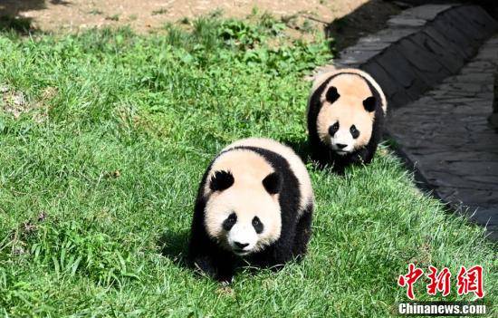 中国大熊猫保护研究中心内大熊猫憨态可掬