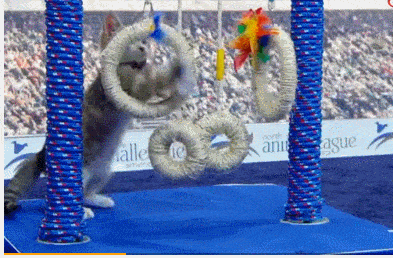 393_258gif 动态图 动图