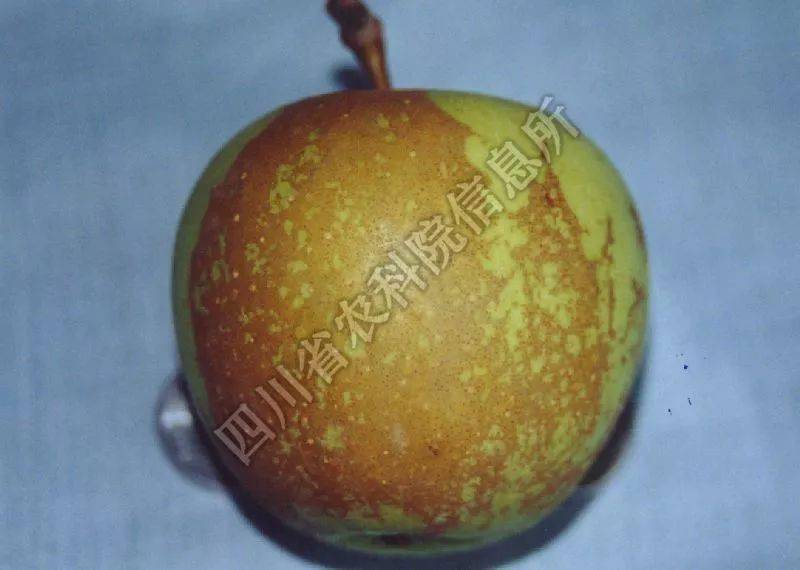 快速鉴别 苹果锈果病 也叫花脸病;是一种病毒性病害.