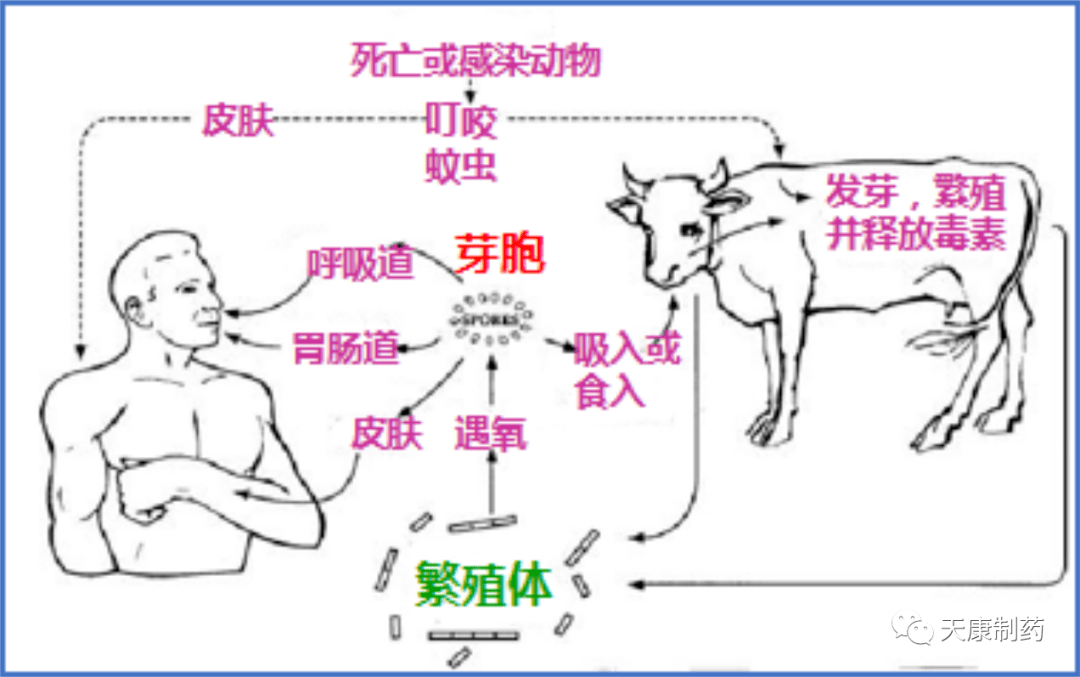 健康科普|炭疽病小知识_动物