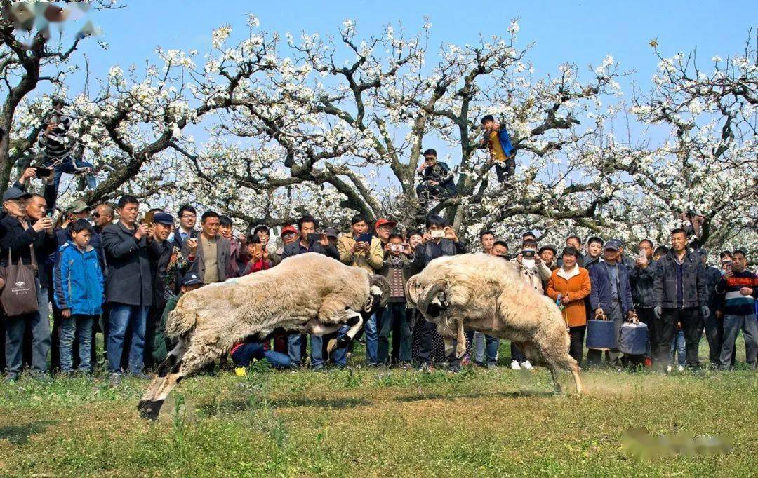砀山民俗 | 斗羊
