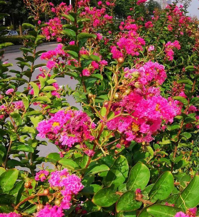 安阳的市花是紫薇,又名百日红.属千屈菜科落叶小乔木,产于我国.