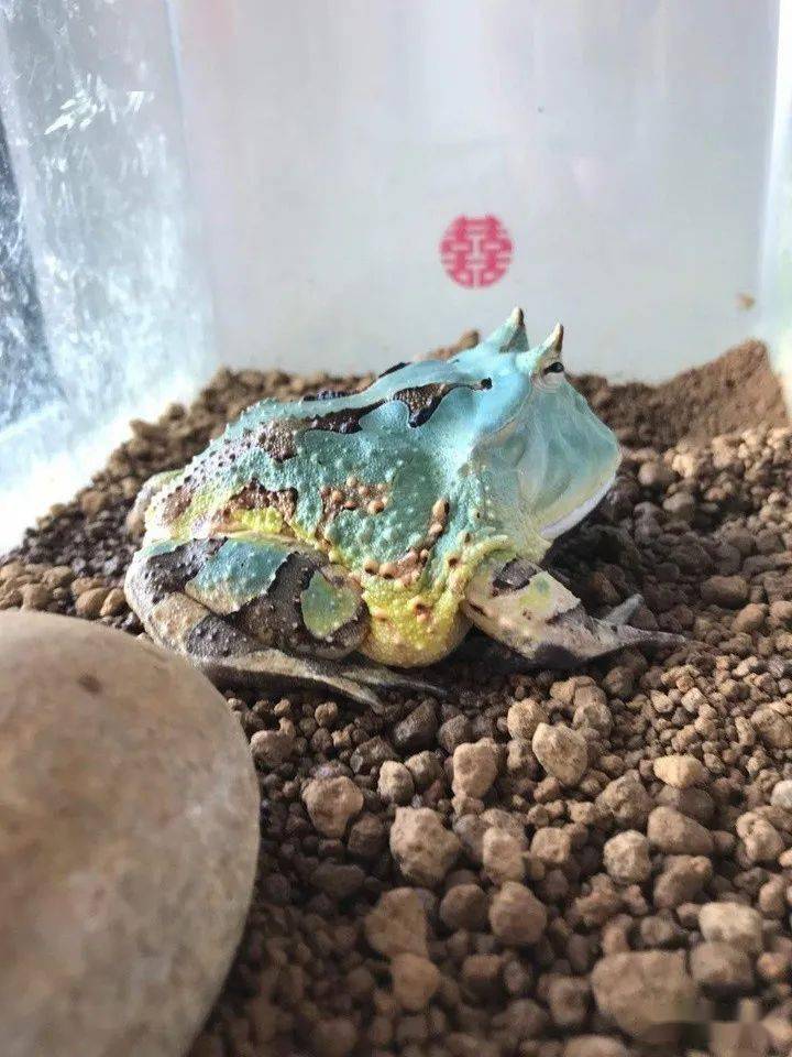 角蛙饲养和环境布置