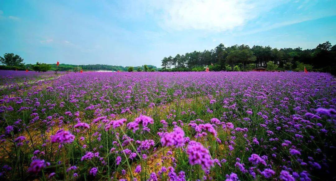 花海乐园