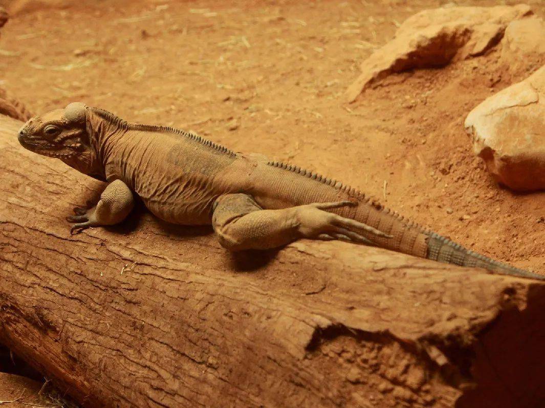 又名水巨蜥,俗称五爪金龙,分布于中国南方热带地区以及东南亚和南亚