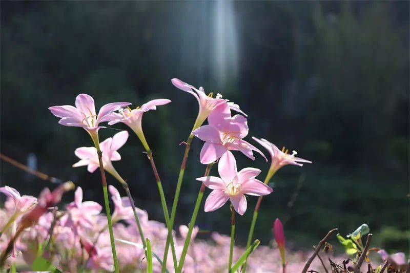 山间风雨花明媚了一地春光▲火红的木棉花在阳光