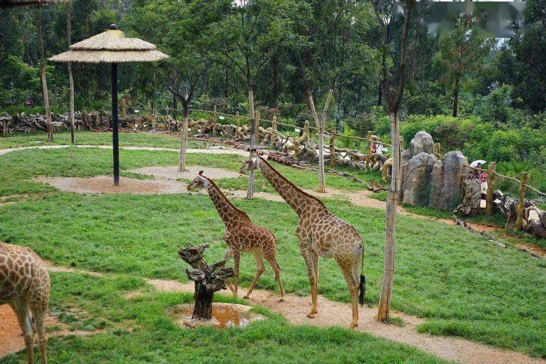 感恩教师节|免门票游云南野生动物园啦!