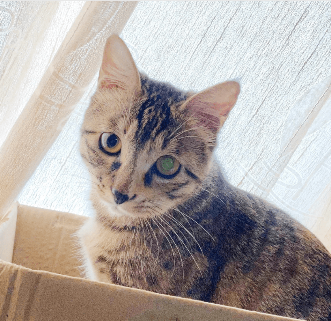 心疼,小猫咪被蜜蜂蛰成了蓝精灵!