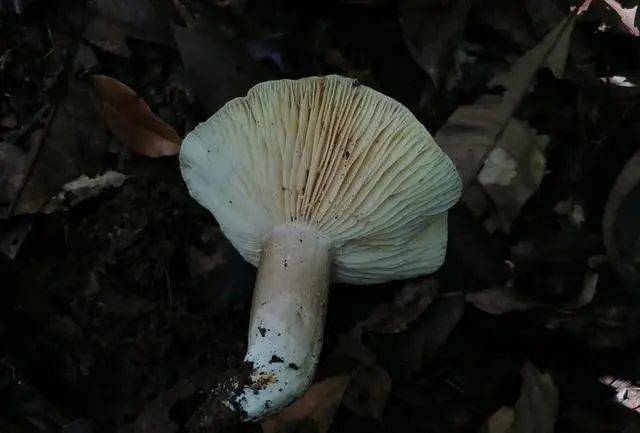 很多人喜欢吃的野生蘑菇