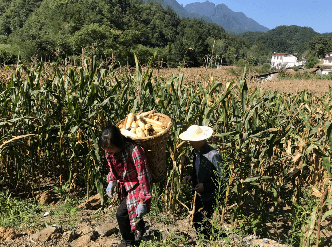 群众办实事 | 县农业科技服务中心全力抓好抢收抢种,确保粮食颗粒归仓