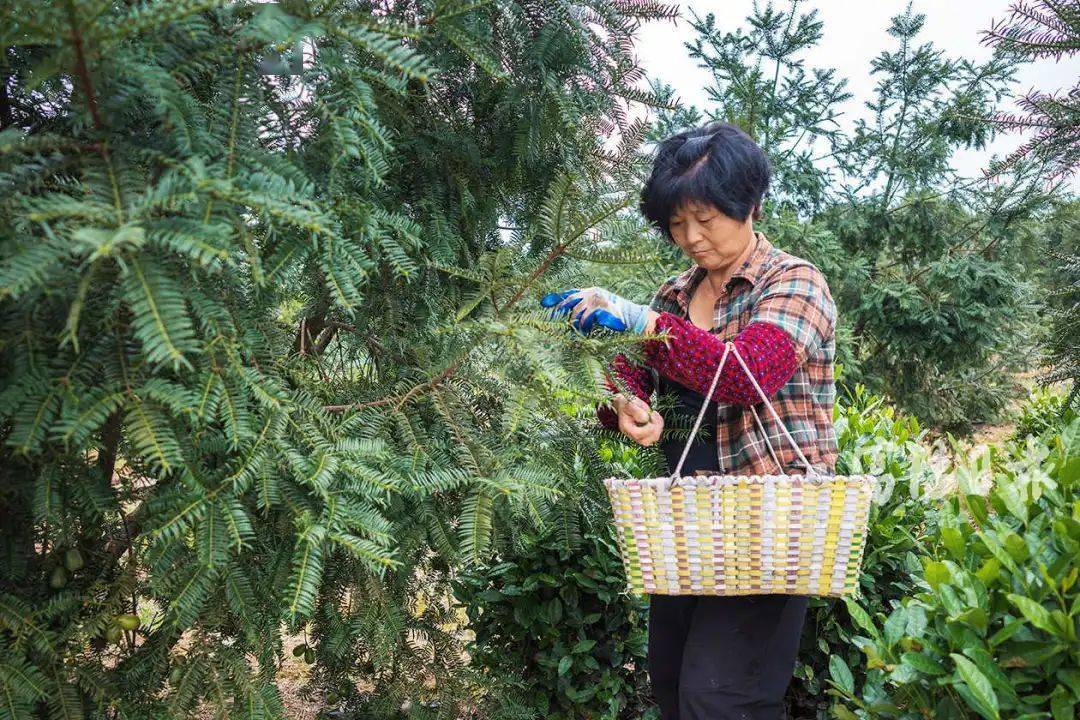 常安千余亩香榧进入采摘期!