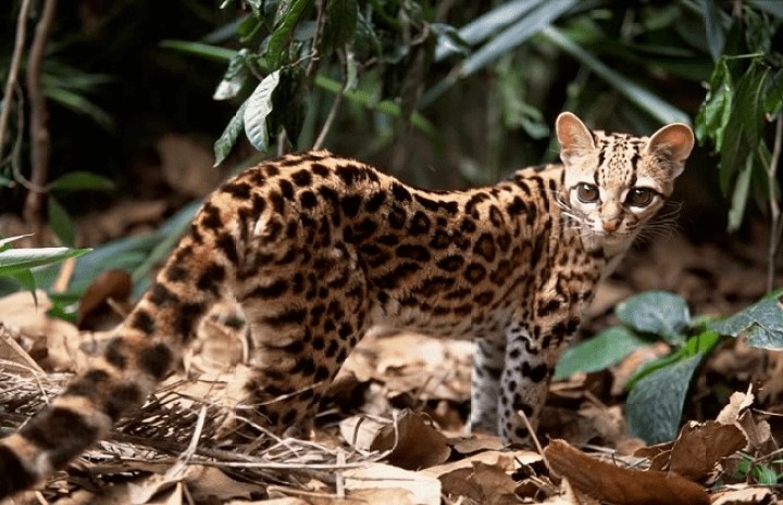罗平拍摄到国家二级保护野生动物豹猫活动踪迹.