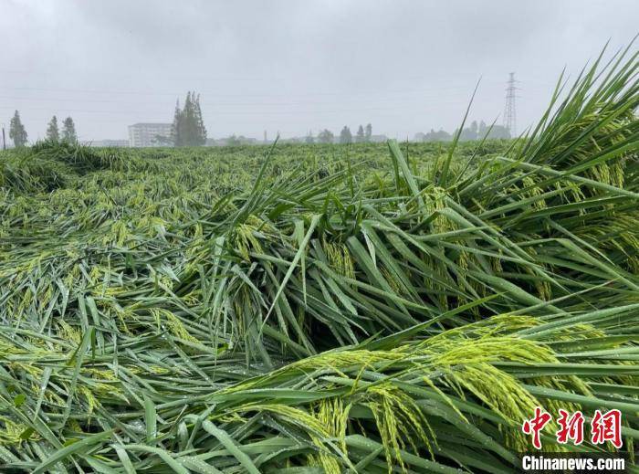 浙江奉化单季稻大面积倒伏 5000余亩农作物受灾