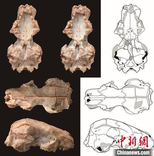 准噶尔合短面猬头骨化石及线条图(图:高伟). 中科院古脊椎所 供图