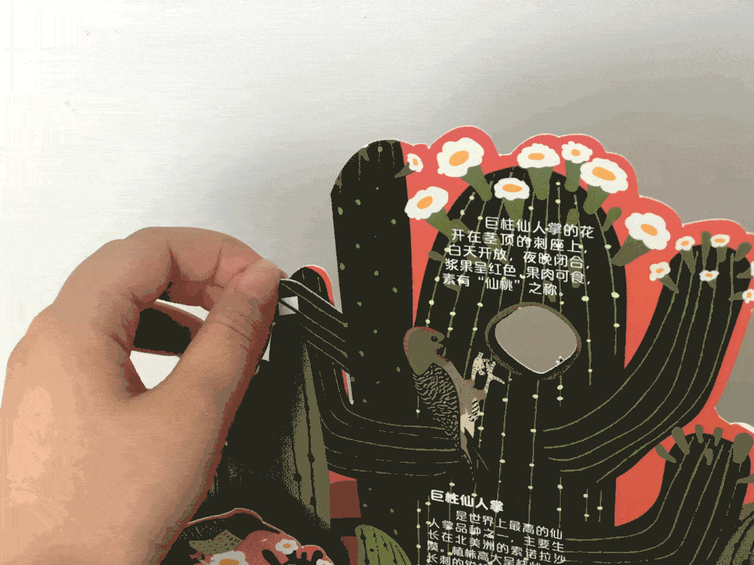 摇一摇,巨柱仙人掌里的
