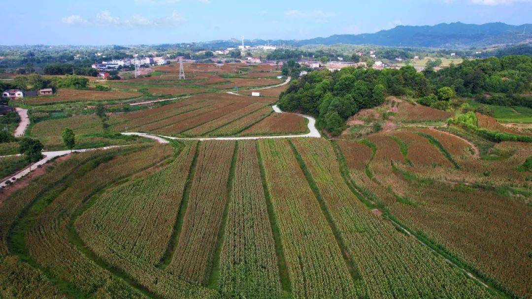 【食品安全直通车】高粱地里建"第一车间" 江小白的万亩高粱丰收了