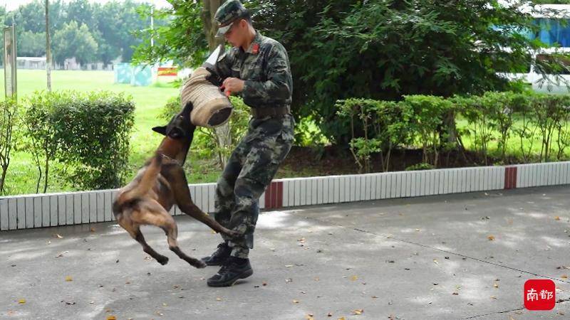 军犬养成记:士兵为其当"月嫂",经训练几秒就能搜出爆炸物