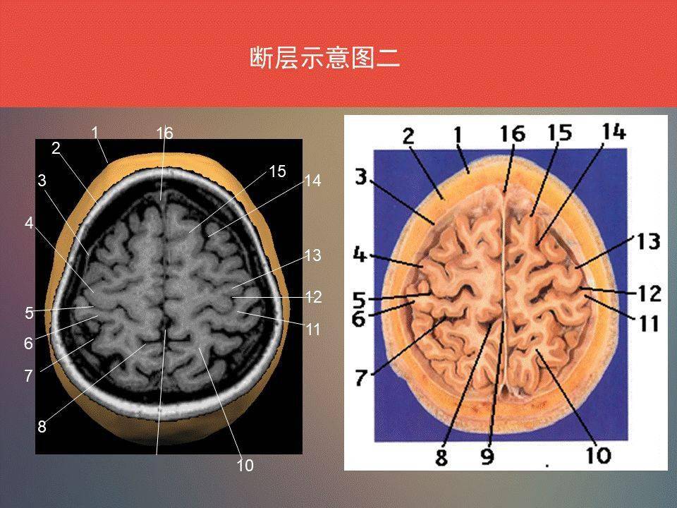 错过  300 神经,头颈系统超全影像文章汇总  全网最全头颅影像解剖学