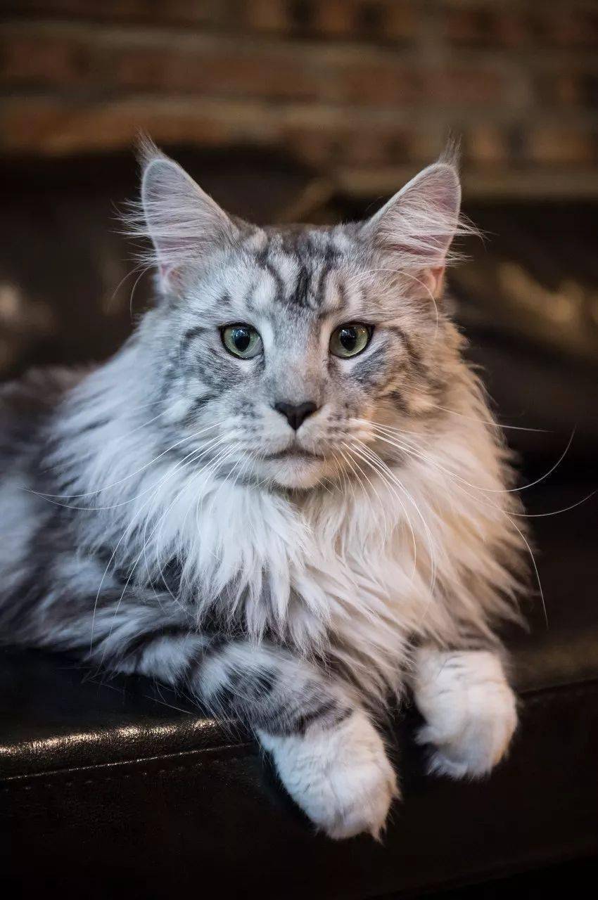 挪威森林猫挪威森林猫(norwegian forest cat,以白话直译的说法,就是