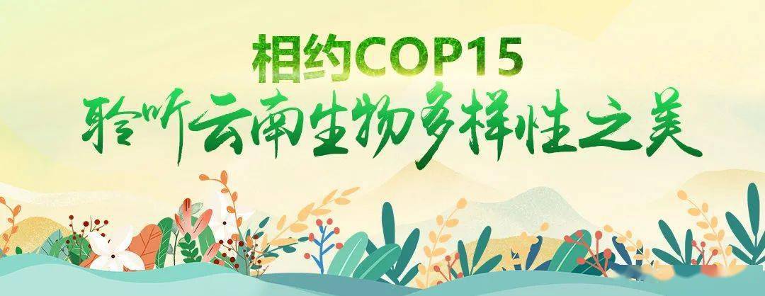 cop15将对全球生物多样性保护