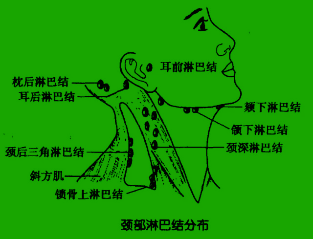 也称为人体抵抗细菌的第一道关卡,颈部淋巴的作用就是帮助人体抵御住