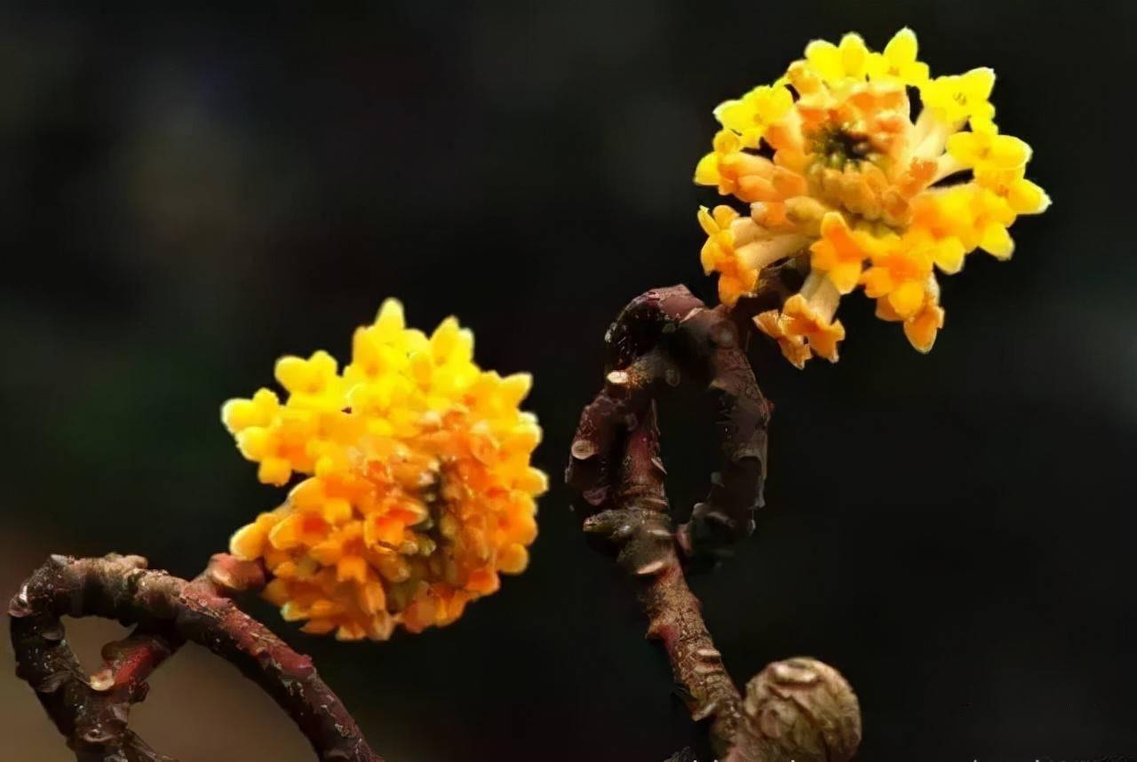 18种常见的先花后叶植物集锦