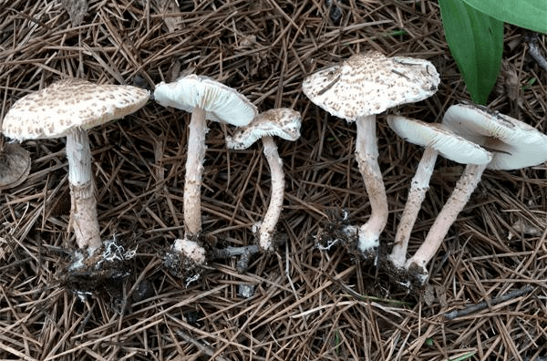 俗称肉褐鳞小伞,肉褐鳞小菇,是我国北方最为常见的剧毒蘑菇之一,肉褐