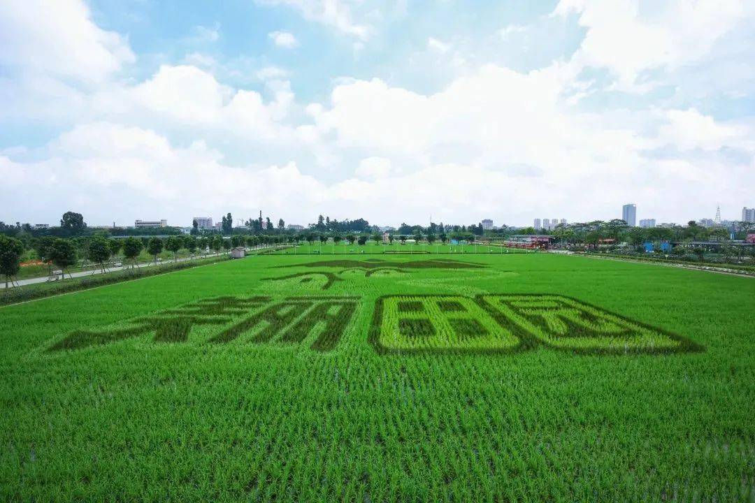 才能呈现出眼前如此美丽的稻田画 稻田景观的行为艺术化 麻涌的稻田画