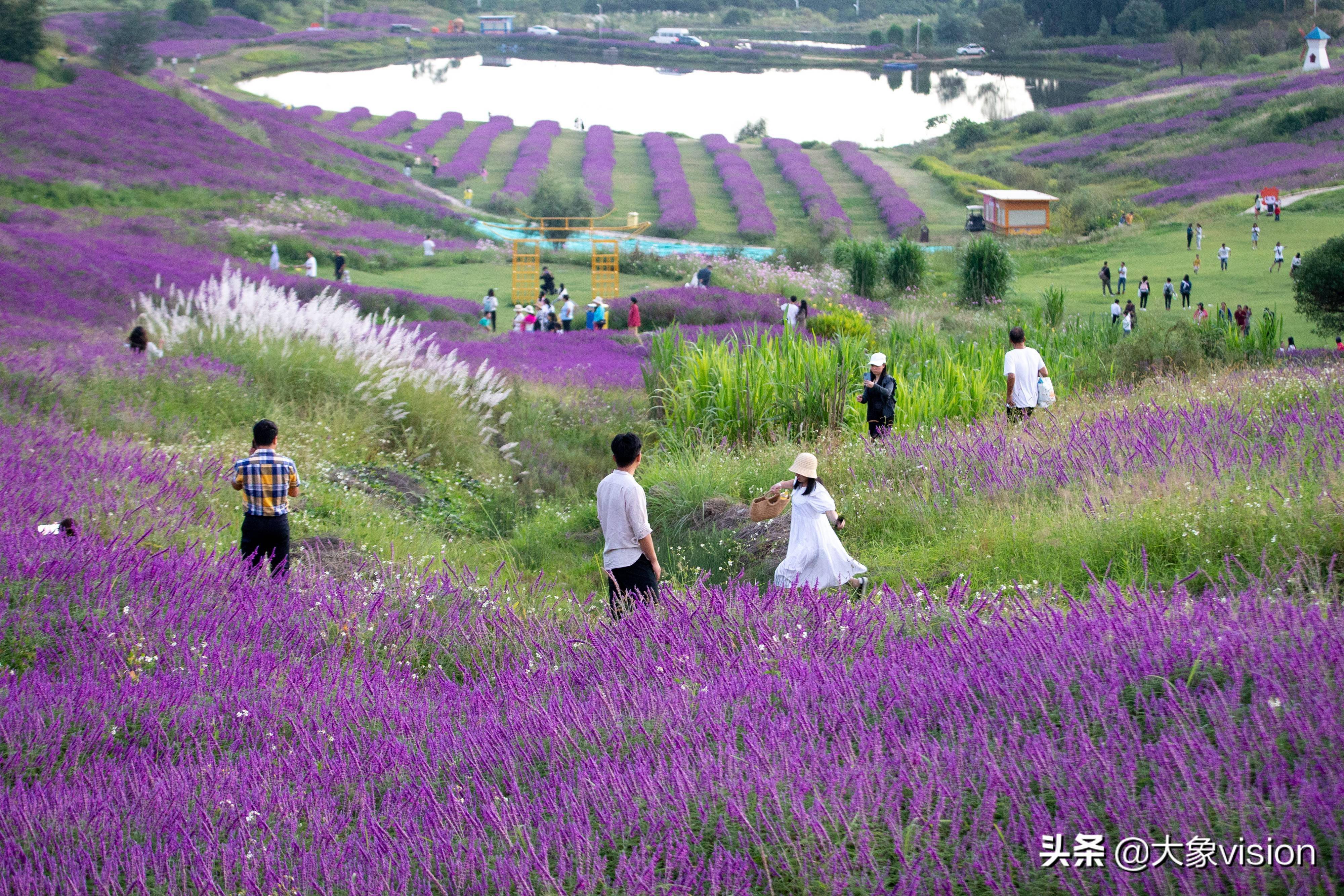 阳宗海千亩鼠尾草争相绽放 恰似紫色海洋在荡漾_花海