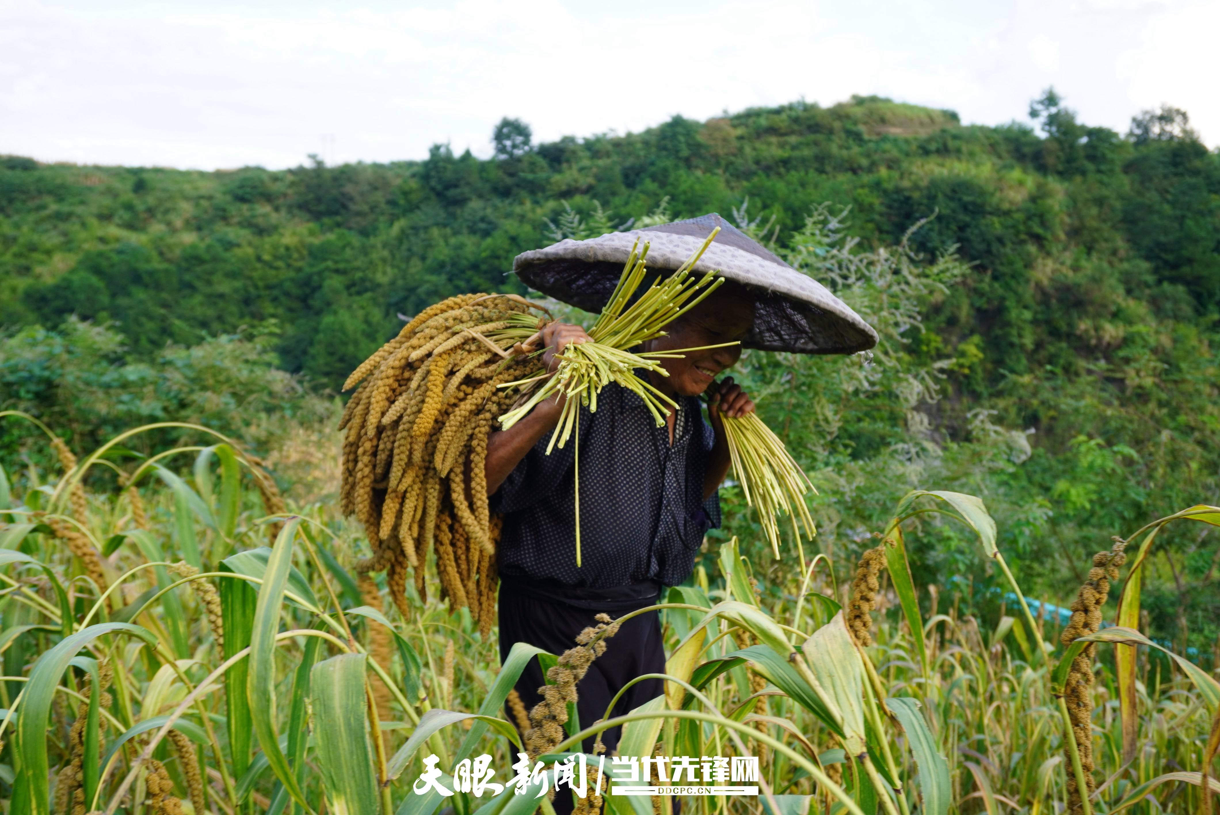 种植烤烟的土地都比较肥沃,我发现有些鸟衔着一些小米掉落在烤烟田里