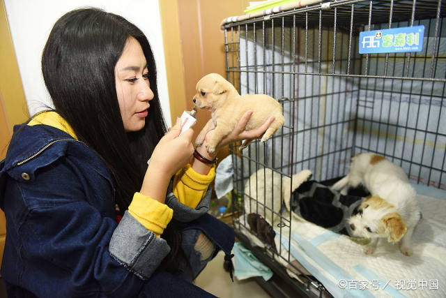 对比|养狗前后的大对比,资深铲屎官纷纷“躺枪”!