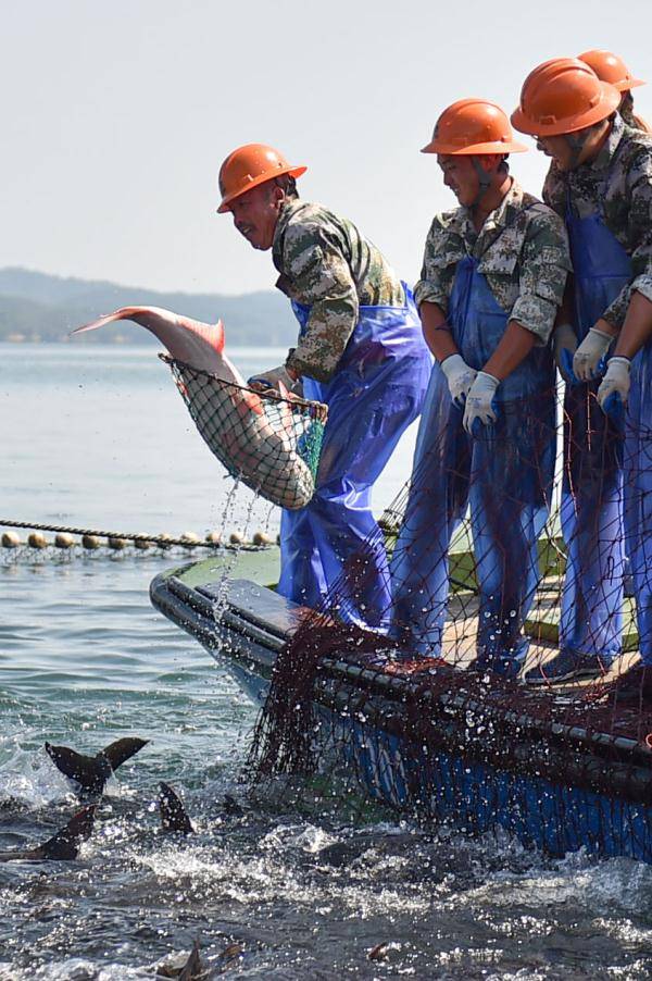 浙江千岛湖:巨网捕鱼庆丰收_黄宗治