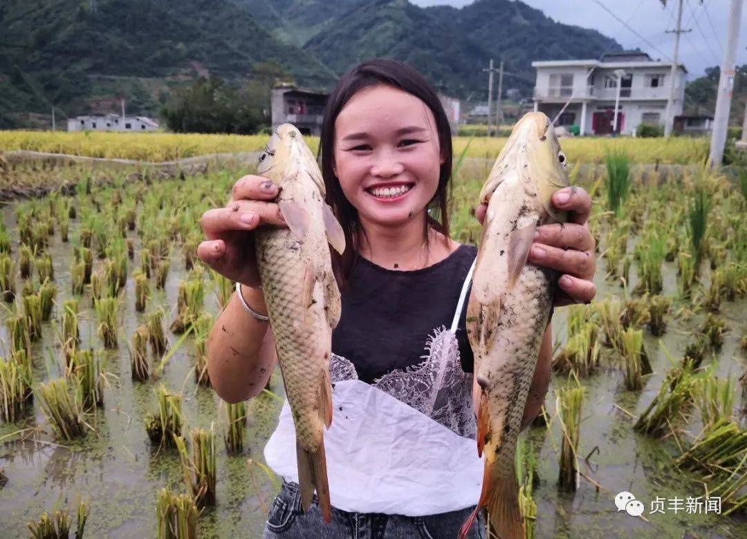 喜迎丰收节贞丰挽澜稻香鱼肥丰景如画