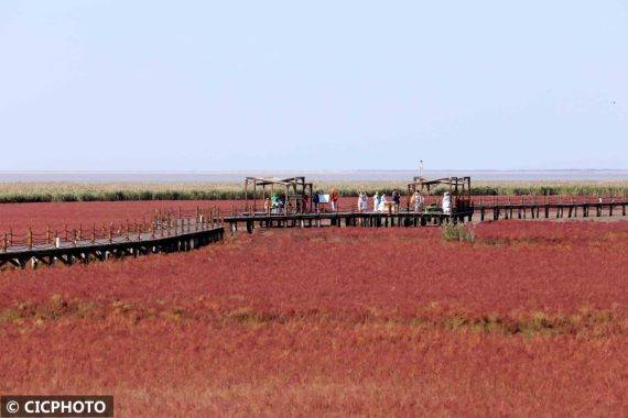 2021年9月22日,游客在辽宁省盘锦市红海滩风景区欣赏美景.