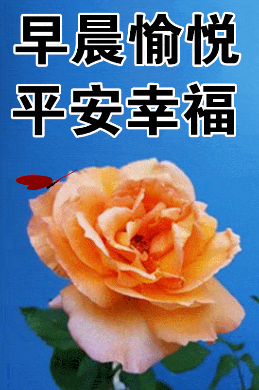 早上好动态表情图片大全,早晨好动图美图大全