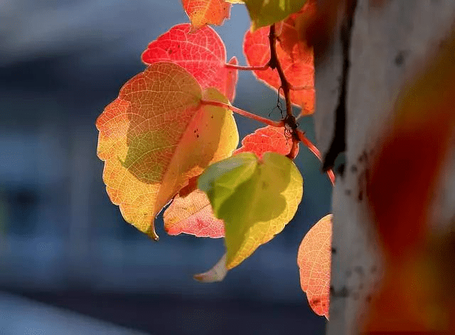 秋天的树叶怎么拍?才能拍出八种最美的感觉!