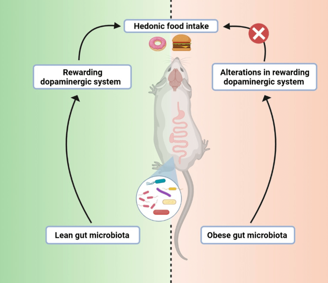 科研 gut microbes:肠道微生物参与肥胖期间食物偏好的改变_小鼠