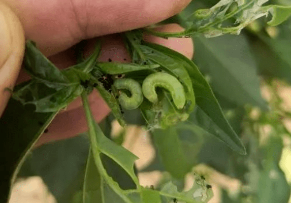 蔬菜害虫种类知识汇总食叶类刺吸类和地下害虫类