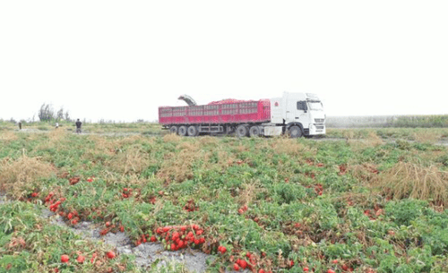 新疆焉耆县北大渠乡,番茄采收机正在采收番茄.