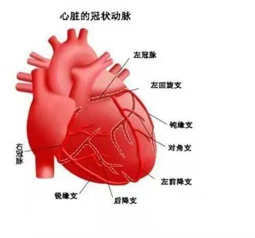 冠状动脉是为心脏提供血液供应的动脉,发自于心脏顶部,几乎环绕心脏一