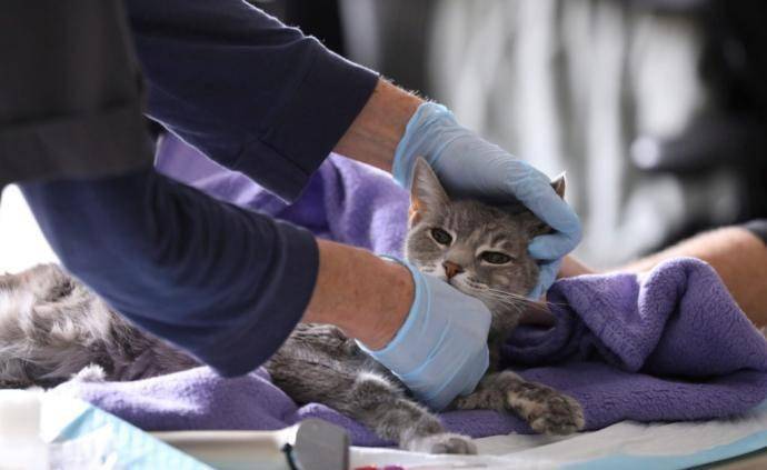 近日,哈尔滨3只猫由于两次核酸检测都为阳性,被执行了安乐死的消息