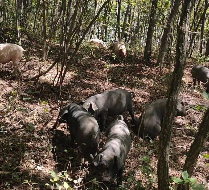 你想在山上认养一头跑山猪吗?足不出户云养猪!