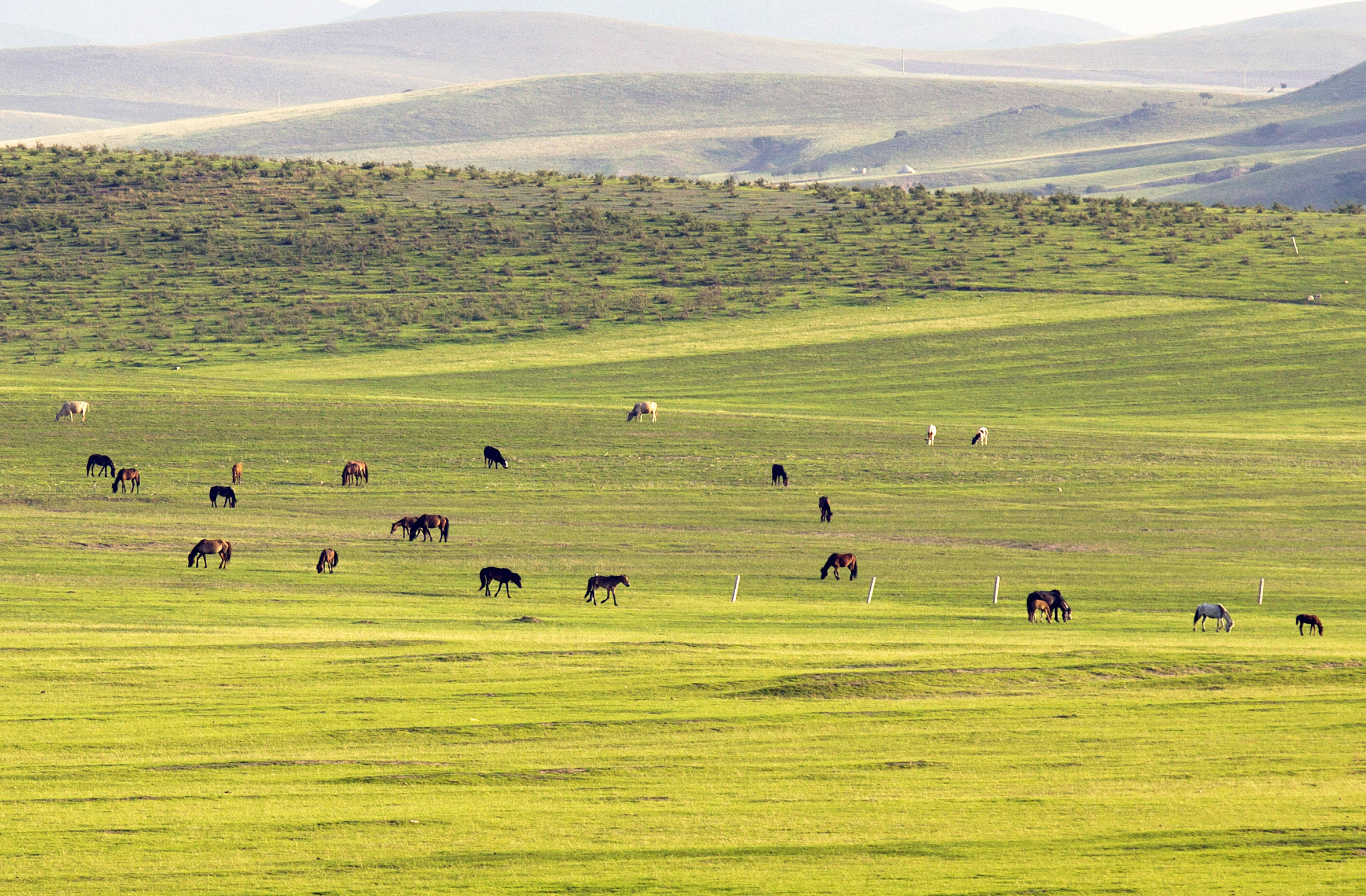 内蒙古立法保护草原生态环境
